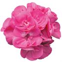 Afbeelding van Geranium Staand P12 Moonlight Amelie